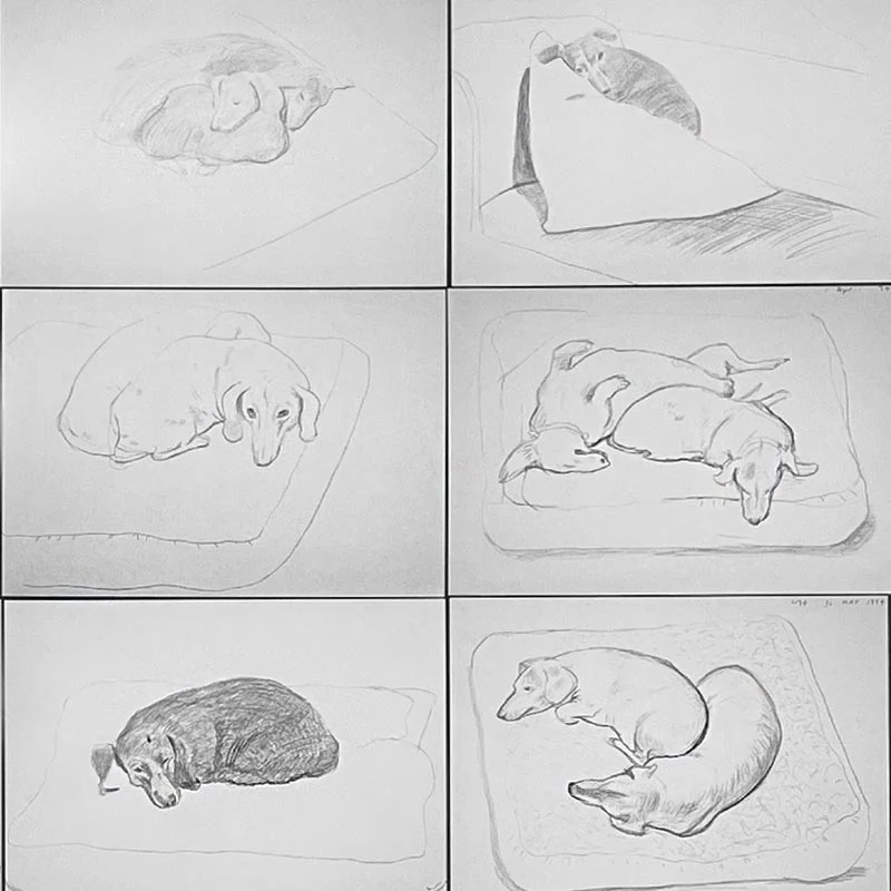David Hockney Dachshund Drawings Postcard Collection ( 20 cards) - Image 6