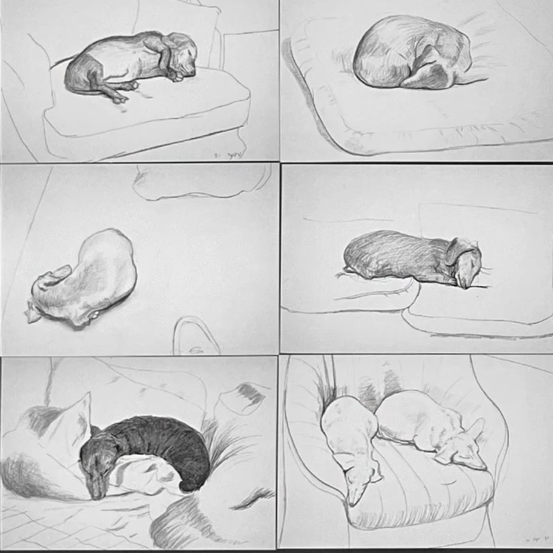 David Hockney Dachshund Drawings Postcard Collection ( 20 cards) - Image 7