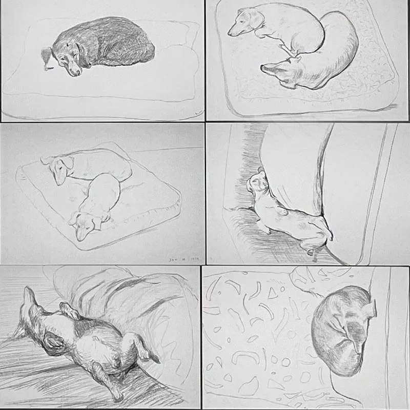 David Hockney Dachshund Drawings Postcard Collection ( 20 cards) - Image 8