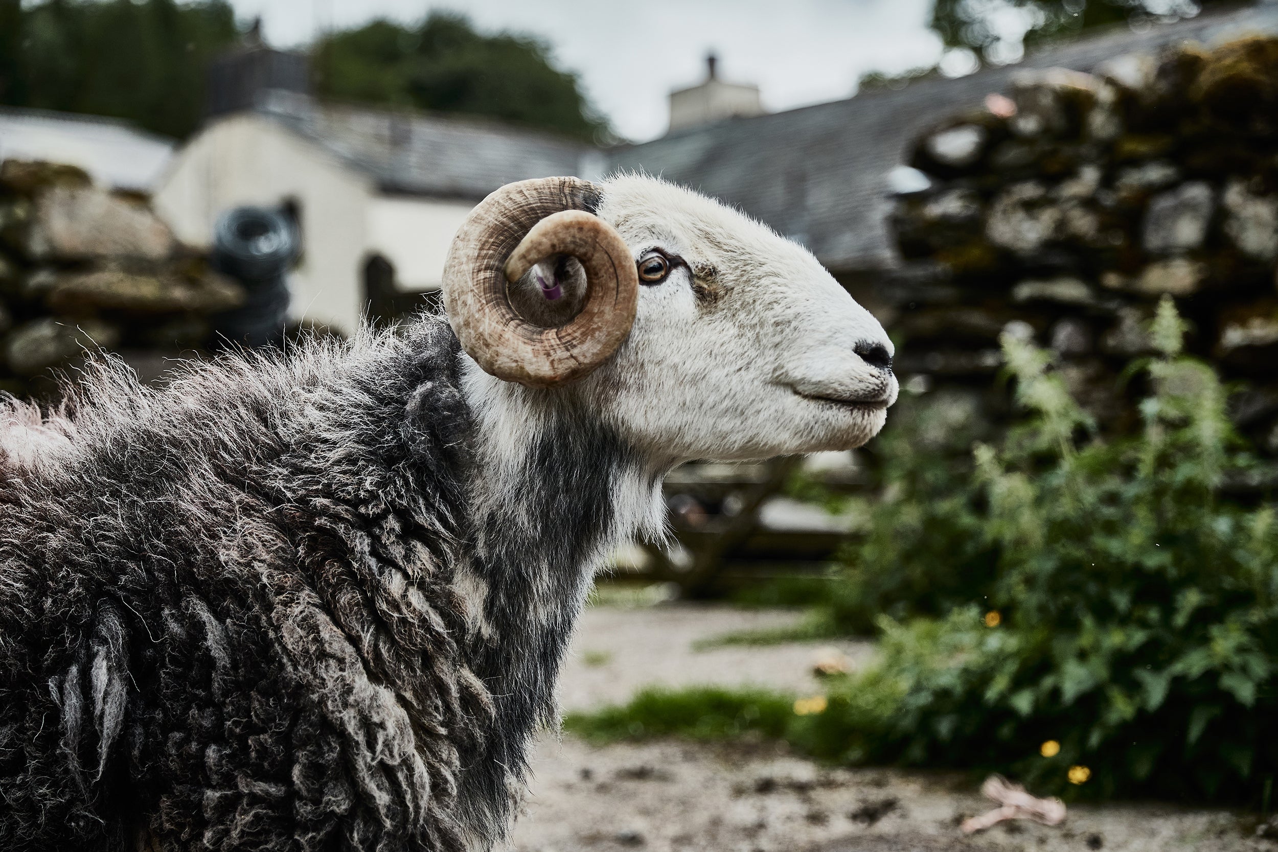 Hembury Side Table - Herdwick / Black Ash - Image 5